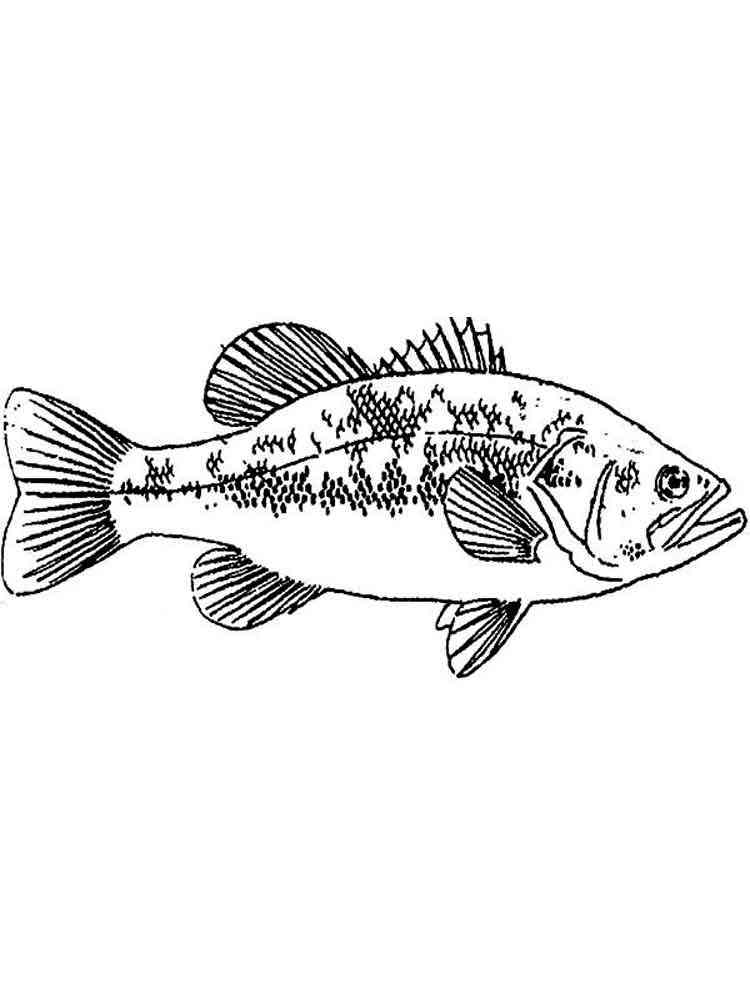 Download 337+ Fish Basses Coloring Pages PNG PDF File